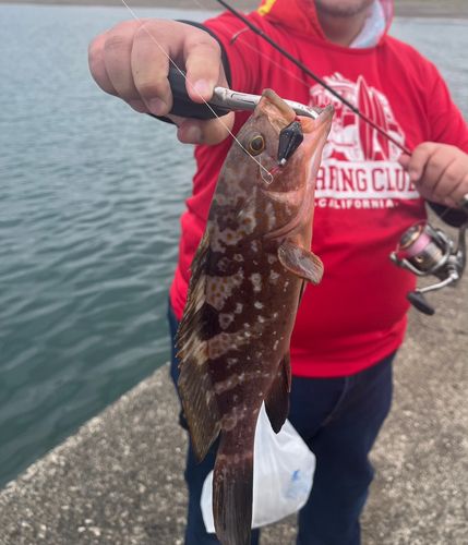 キジハタの釣果