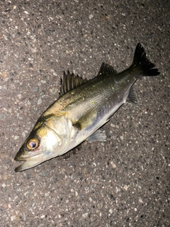 セイゴ（マルスズキ）の釣果