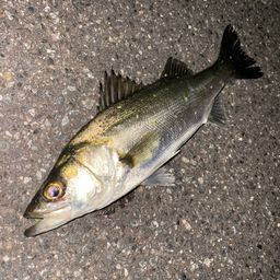 セイゴ（マルスズキ）