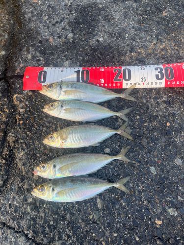 アジの釣果