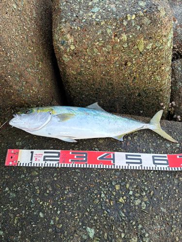 ヤズの釣果