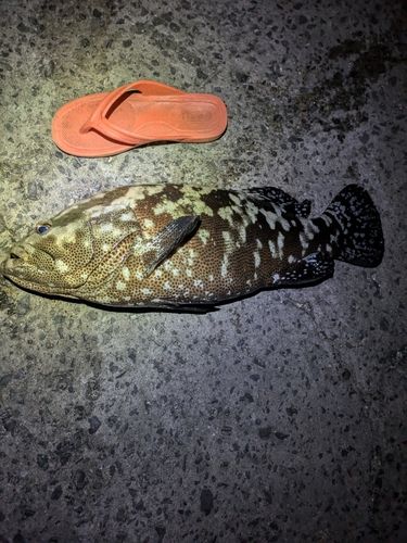 マダラハタの釣果