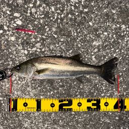 セイゴ（マルスズキ）