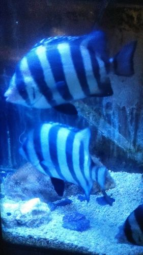 シマダイの釣果