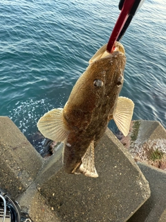 マゴチの釣果