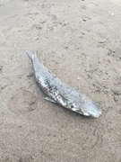 ボラの釣果