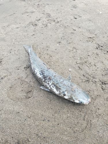 ボラの釣果