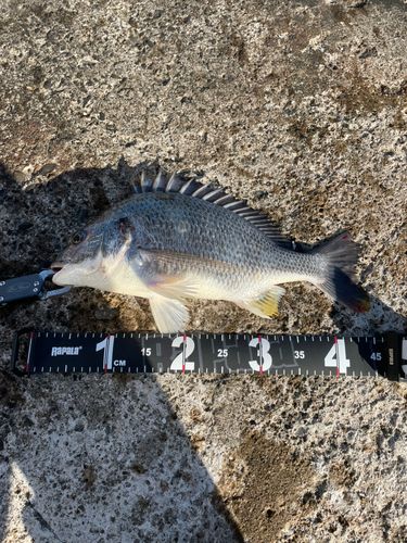 キビレの釣果