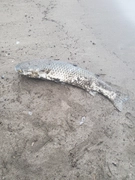 ボラの釣果