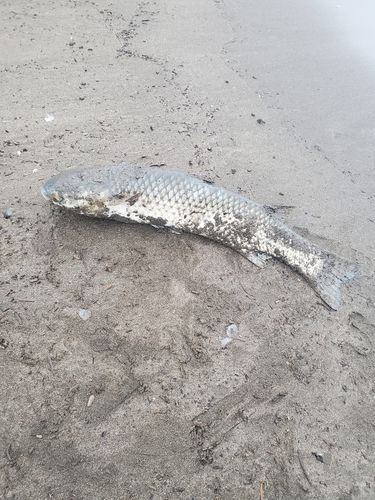 ボラの釣果