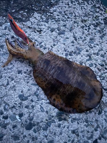 アオリイカの釣果