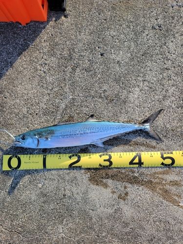 サゴシの釣果