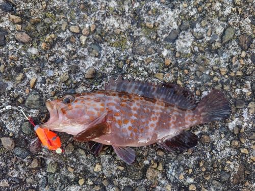 キジハタの釣果