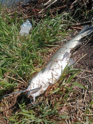 アメリカナマズの釣果