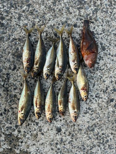 アジの釣果