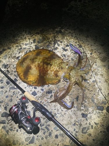 アオリイカの釣果