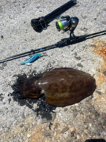 コウイカの釣果