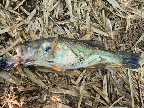 ラージマウスバスの釣果