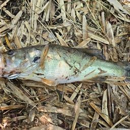 ラージマウスバス