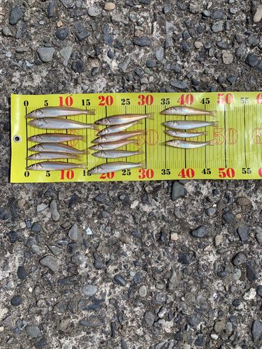 シロギスの釣果