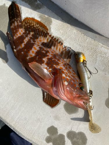 キジハタの釣果