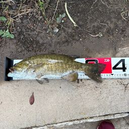 スモールマウスバス