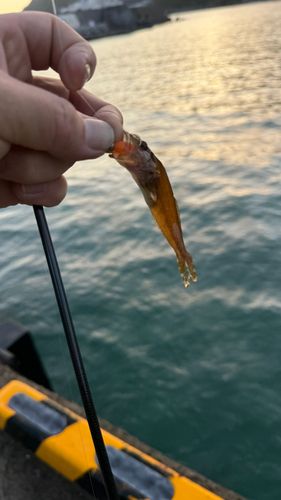 ハゼの釣果