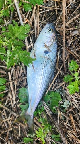 コノシロの釣果