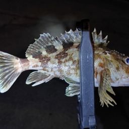 カサゴ