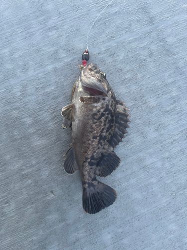 クロソイの釣果