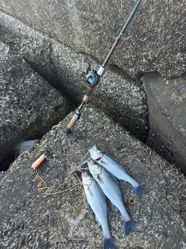 セイゴ（マルスズキ）の釣果