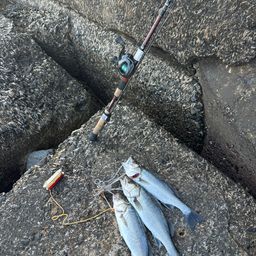 セイゴ（マルスズキ）