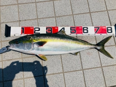 ブリの釣果