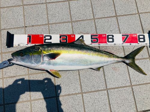 ブリの釣果