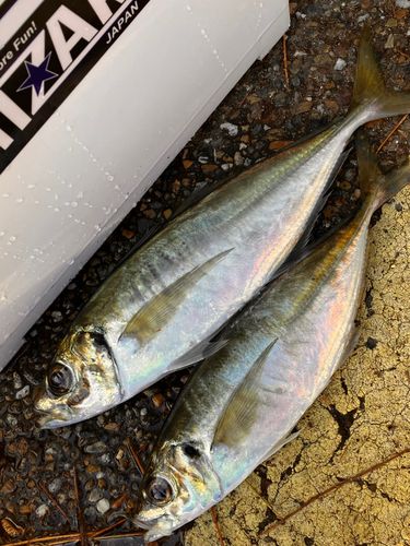 マアジの釣果