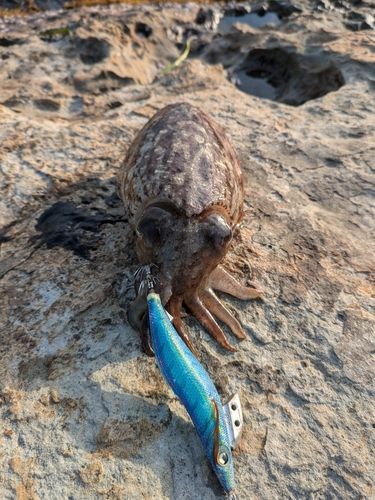 マツバイカの釣果