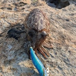 マツバイカ