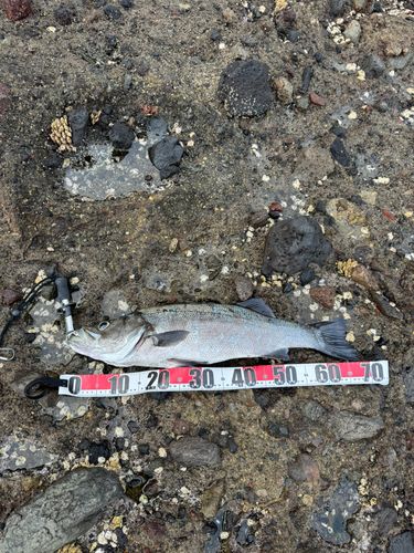 ヒラスズキの釣果