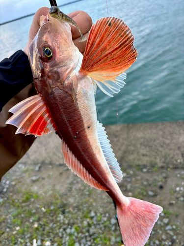 カナガシラの釣果