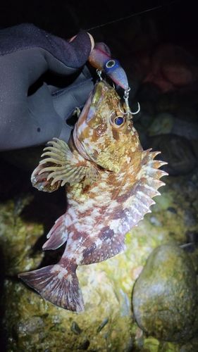 カサゴの釣果
