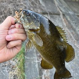 スモールマウスバス