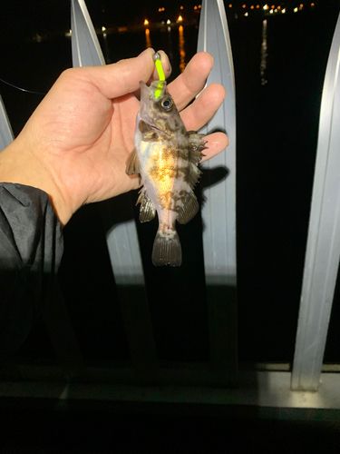 メバルの釣果