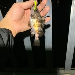 メバル