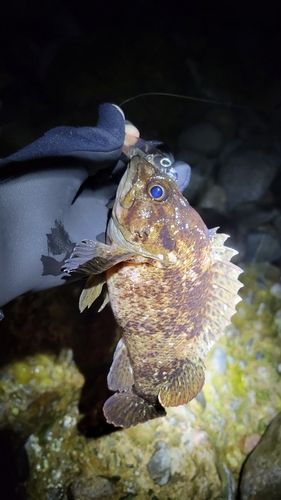 ムラソイの釣果