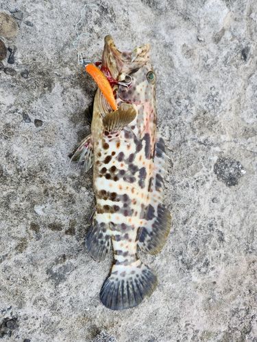 チャイロマルハタ