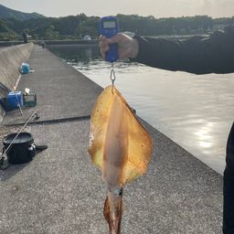 アオリイカ