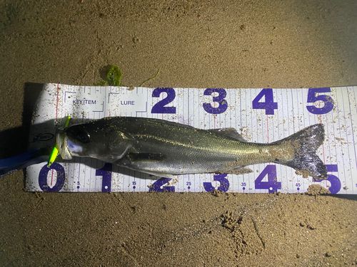 セイゴ（マルスズキ）の釣果