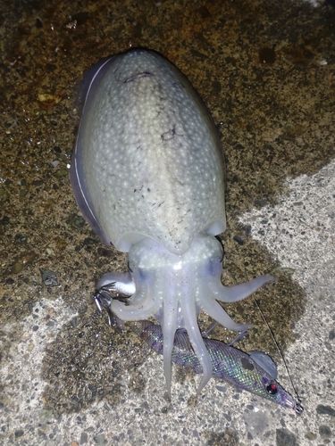シリヤケイカの釣果