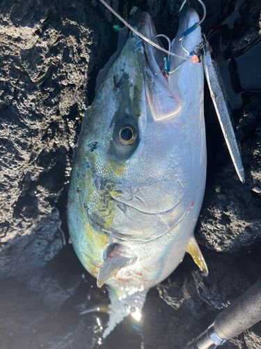 ブリの釣果