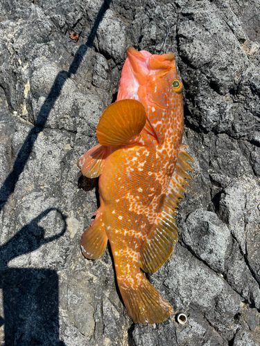 キジハタの釣果